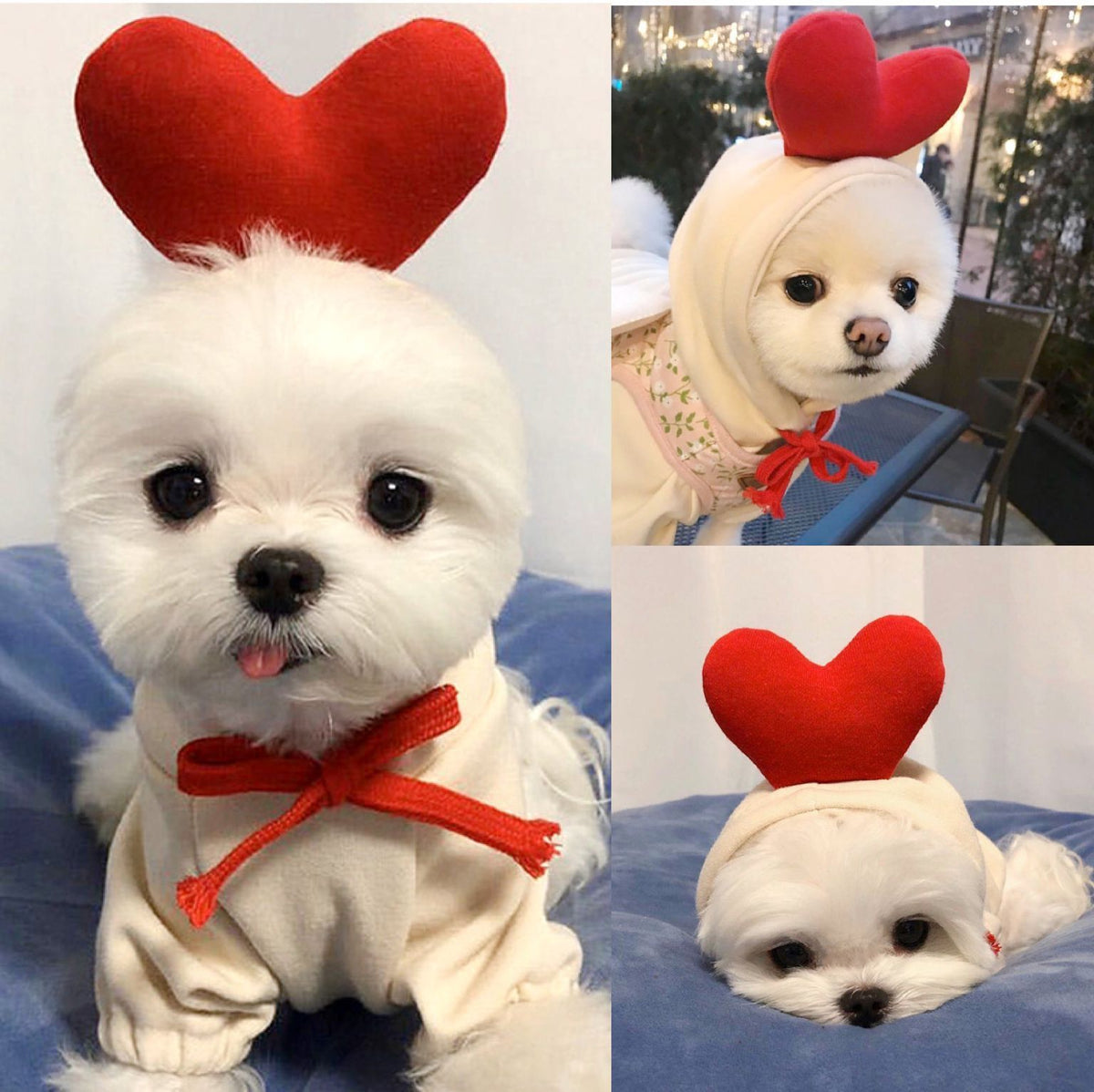 Fruity Fleece Hoodie for Small Dogs & Cats